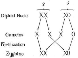No por mucho copular… critique_of_the_theory_of_evolution_fig_060