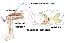 Sistema nervioso 3