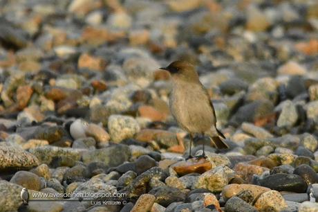 Dormilona cara negra (Dark-faced Ground-Tyrant) Muscisaxicola maclovianus Dormilona cara negra (Dark-faced Ground-Tyrant) Muscisaxicola maclovianus