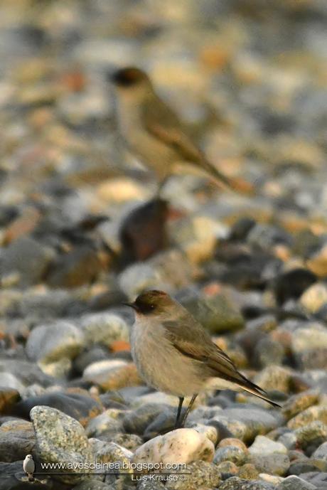 Dormilona cara negra (Dark-faced Ground-Tyrant) Muscisaxicola maclovianus Dormilona cara negra (Dark-faced Ground-Tyrant) Muscisaxicola maclovianus