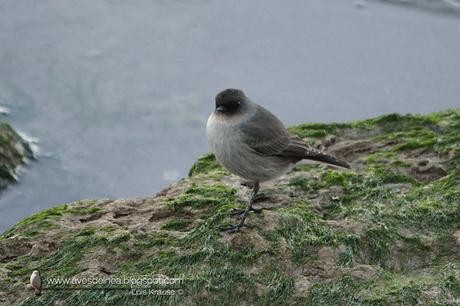 Dormilona cara negra (Dark-faced Ground-Tyrant) Muscisaxicola maclovianus Dormilona cara negra (Dark-faced Ground-Tyrant) Muscisaxicola maclovianus