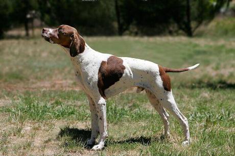 Las 7 características más comunes de los perros Pointer perros Pointer