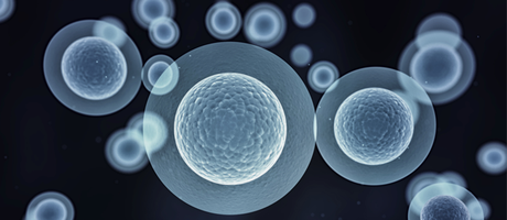 ¿Construir marcapasos biologicos mediante celulas madre?