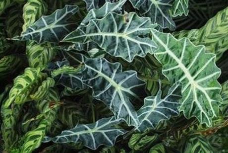 tropicales tropicales