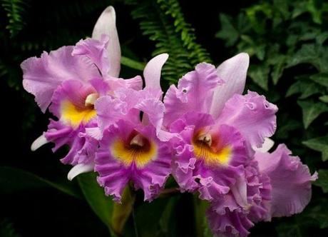 Maravillas tropicales Maravillas tropicales