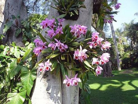 Maravillas tropicales Maravillas tropicales