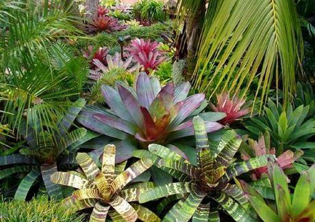 tropicales tropicales