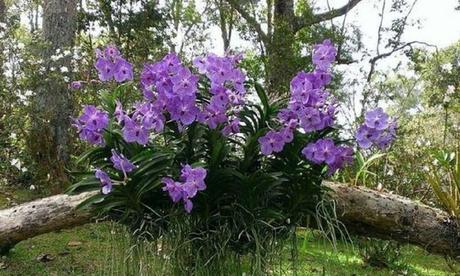 Maravillas tropicales Maravillas tropicales