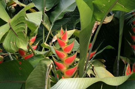 tropicales tropicales