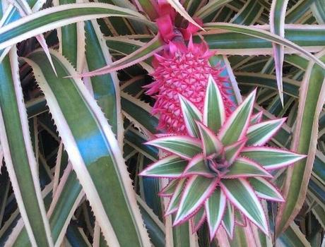 Maravillas tropicales Maravillas tropicales