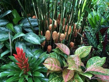 tropicales tropicales