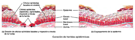 El sistema tegumentario