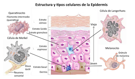 El sistema tegumentario