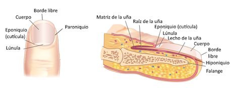 El sistema tegumentario