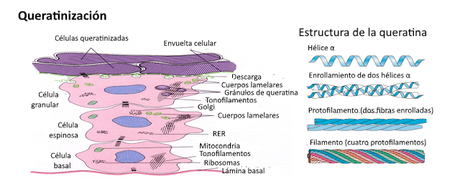 El sistema tegumentario