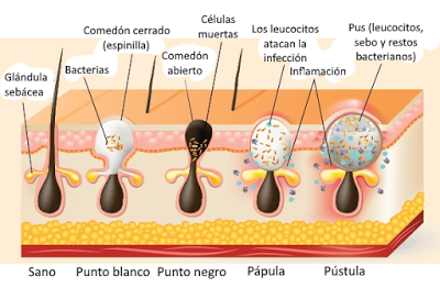 El sistema tegumentario