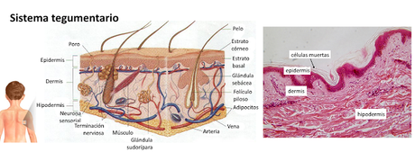 El sistema tegumentario