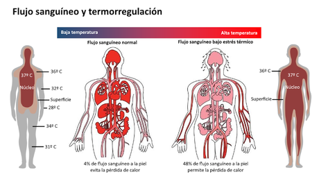 El sistema tegumentario