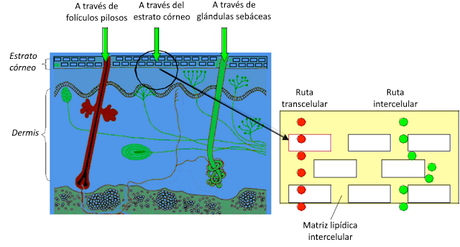 El sistema tegumentario