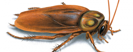 Curiosidades sobre la Cucaracha Americana