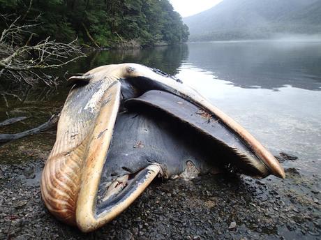 337 ballenas se encontraron muertas en uno de los varamientos más grandes del mundo 337 ballenas se encontraron muertas en uno de los varamientos más grandes del mundo