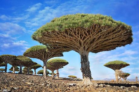 Los 16 árboles más espectaculares del mundo