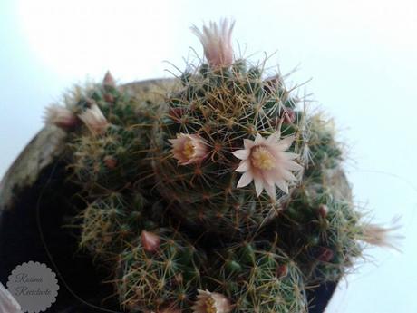 4 Floreros NO convencionales. 4 Floreros NO convencionales.