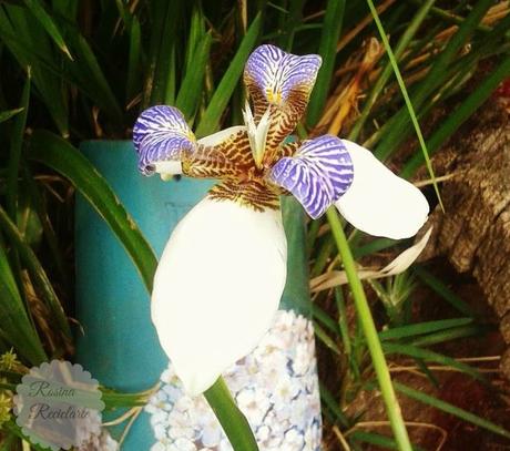 4 Floreros NO convencionales. 4 Floreros NO convencionales.