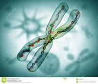 El Sindrome TAF1 ligado al Cromosoma X