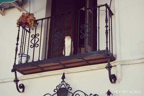 Instrumentos de invierno. Granada GATOVEN