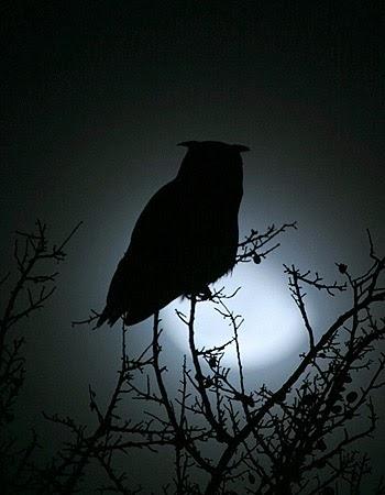 Tuércele el cuello al cisne... Tuércele el cuello al cisne...