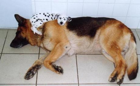 perros durmiendo en posturas increíbles. 