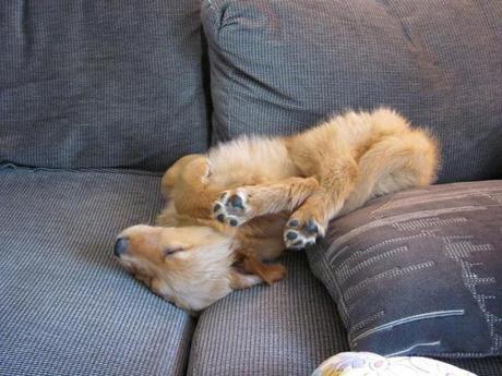 perros durmiendo en posturas increíbles. 