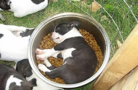 perros durmiendo en posturas increíbles. 