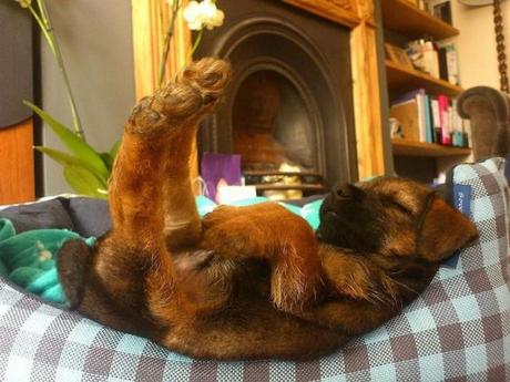 perros durmiendo en posturas increíbles. 