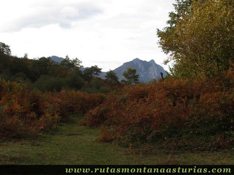 Circular Coañana Saleras: Felechos por el camino Circular Coañana Saleras: Felechos por el camino