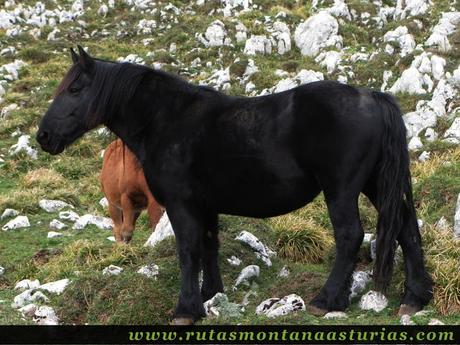 Circular Coañana Saleras: Caballo negro Circular Coañana Saleras: Caballo negro