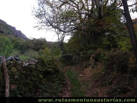 Circular Coañana Saleras: Camino entre pastos y bosque Circular Coañana Saleras: Camino entre pastos y bosque