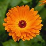 Calendula, planta medicinal