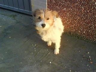 Manzanita, cachorrita mini en la puerta de un supermercado.(Córdoba). Manzanita, cachorrita mini en la puerta de un supermercado.(Córdoba).
