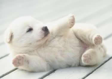 EL TEST DE CAMPBELL EL TEST DE CAMPBELL