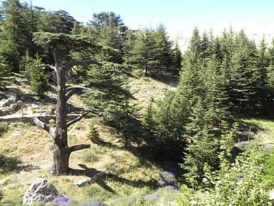 LIBANO: EL VALLE SAGRADO DE QADISHA LIBANO: EL VALLE SAGRADO DE QADISHA