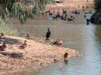 La Cañada de los Pájaros en peligro de extinción La Cañada de los Pájaros en peligro de extinción
