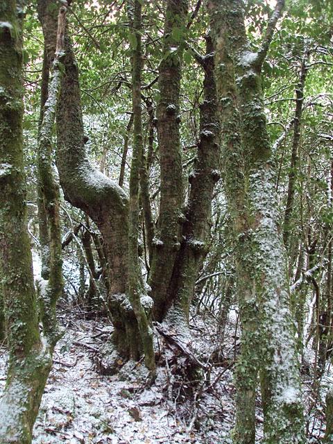 Serra de Ancares: Val do ortigal