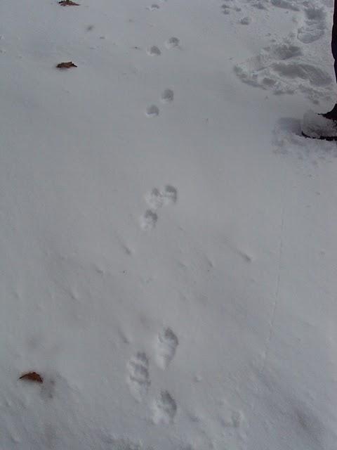 Serra de Ancares: Val do ortigal Serra de Ancares: Val do ortigal