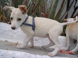 URGENTE!! DEVUELVEN A GUILLE POR SER CRUCE DE PODENCO!! SEVILLA, 5 MESES!! PRECIOSO!! URGENTE!! DEVUELVEN A GUILLE POR SER CRUCE DE PODENCO!! SEVILLA, 5 MESES!! PRECIOSO!!