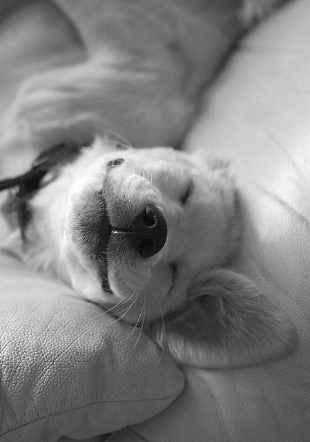 DIA INTERNACIONAL DE LOS DERECHOS DE LOS ANIMALES DIA INTERNACIONAL DE LOS DERECHOS DE LOS ANIMALES