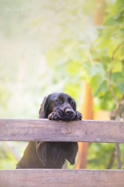 DIA INTERNACIONAL DE LOS DERECHOS DE LOS ANIMALES DIA INTERNACIONAL DE LOS DERECHOS DE LOS ANIMALES