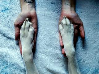 DIA INTERNACIONAL DE LOS DERECHOS DE LOS ANIMALES DIA INTERNACIONAL DE LOS DERECHOS DE LOS ANIMALES