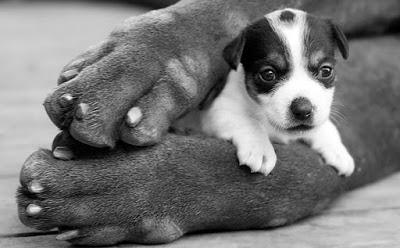 DIA INTERNACIONAL DE LOS DERECHOS DE LOS ANIMALES DIA INTERNACIONAL DE LOS DERECHOS DE LOS ANIMALES